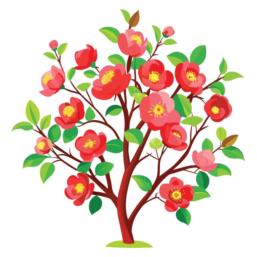 Botanical Depiction of a Japanese Quince Bush in Full Bloom with Green Leaves and Stems vector
