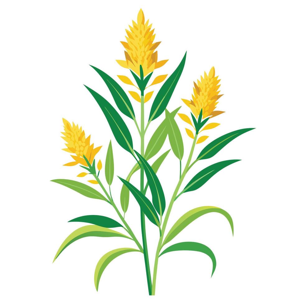 Beautiful Golden Rod Plant with Tall Stems and Flowers vector