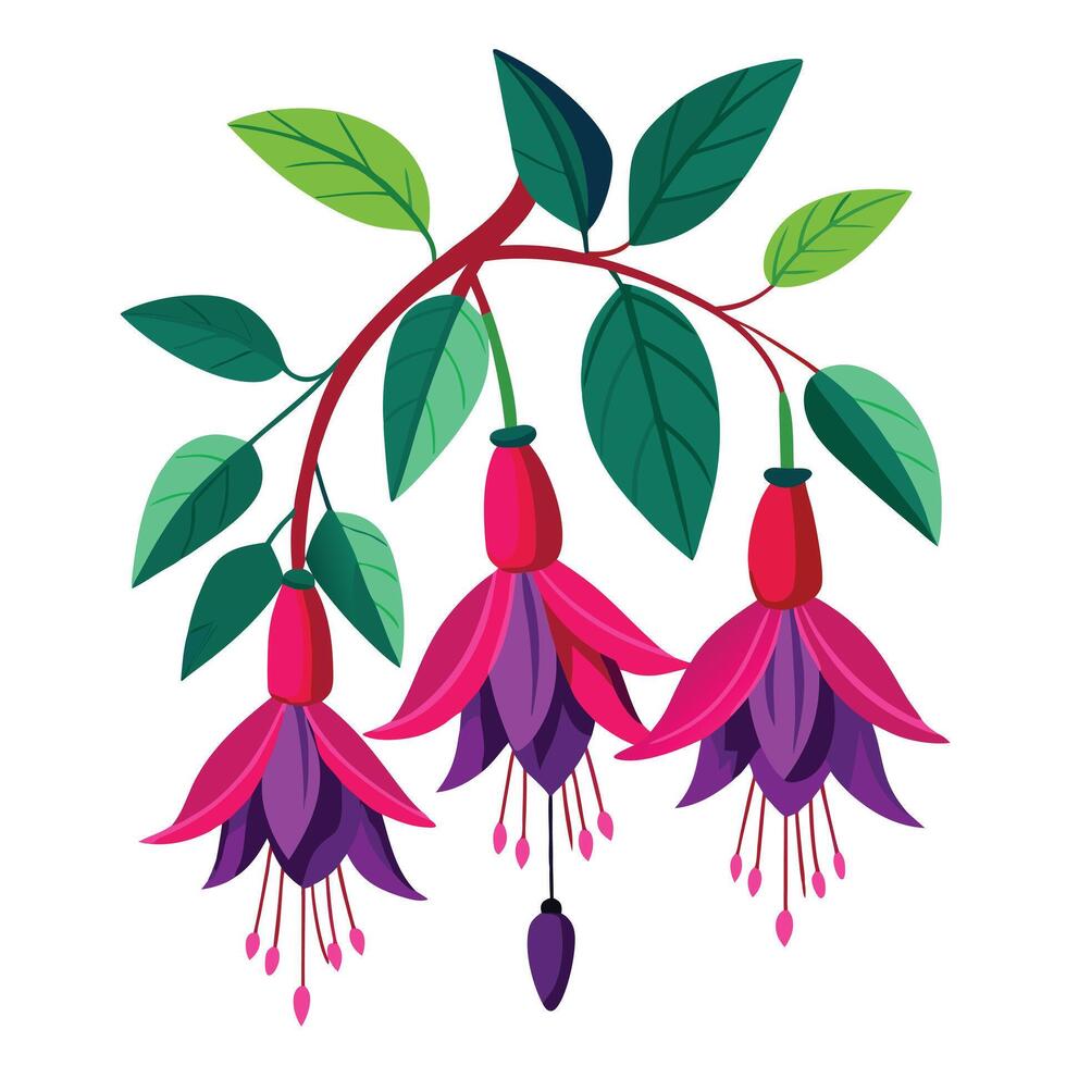 Vibrant Fuchsia Plant with Brightly Colored Flowers and Leaves in a Natural Setting Isollated on a White Background vector