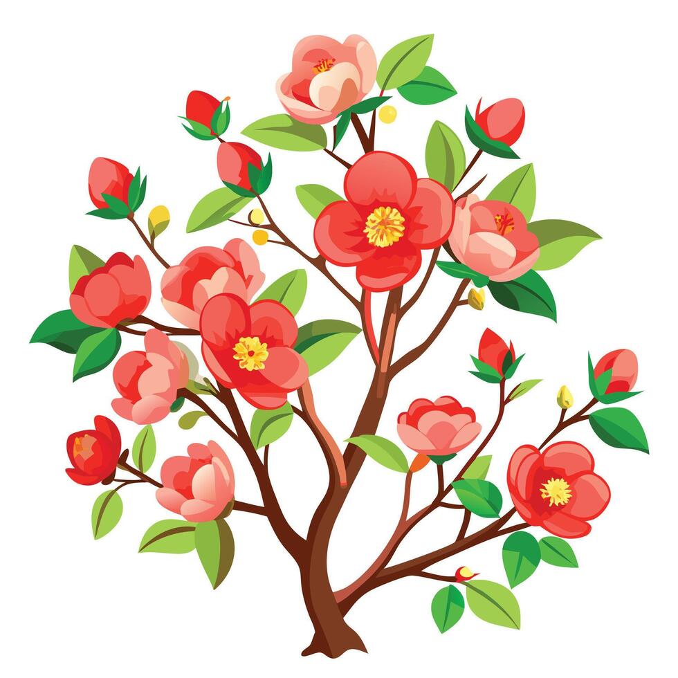 Beautiful Japanese Quince Bush with Showy Flowers and Leaves vector