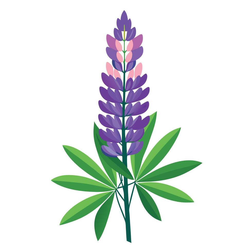 Detailed Illustration of a Lupine Plant with White Petals and Long Stems Isollated on a White Background vector