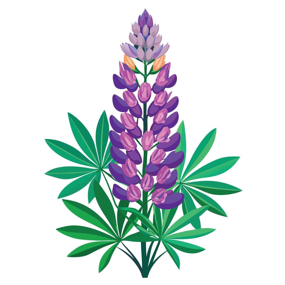 Beautiful Lupine Flower with Tall Spikes and Delicate Petals vector