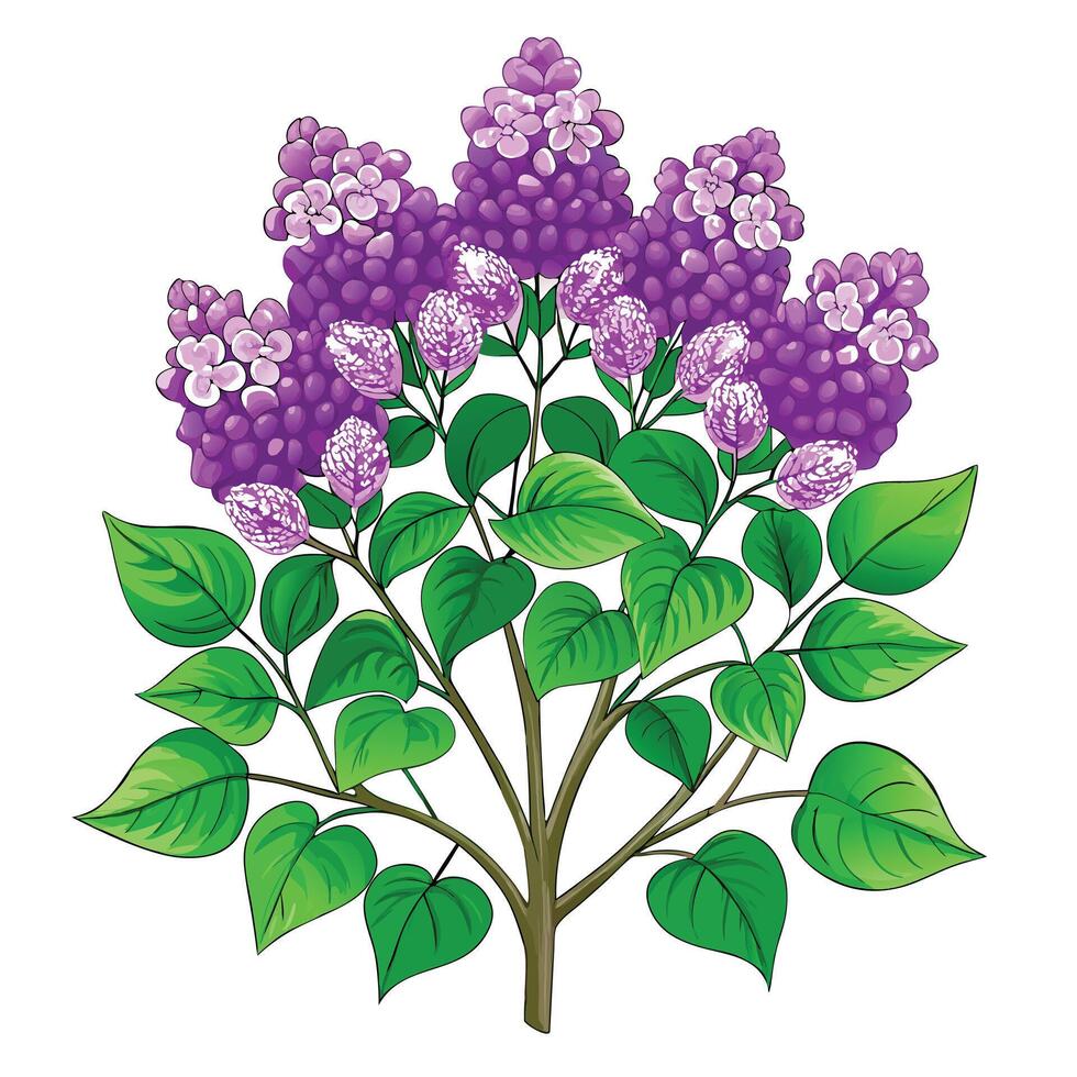 Botanical Depiction of a Lilac Plant in Full Bloom with Green Leaves and Stems vector