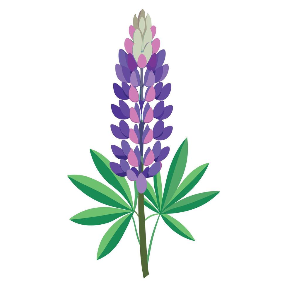 Lupine Plant with Pink Flowers and Green Leaves in a Garden Setting Isollated on a White Background vector