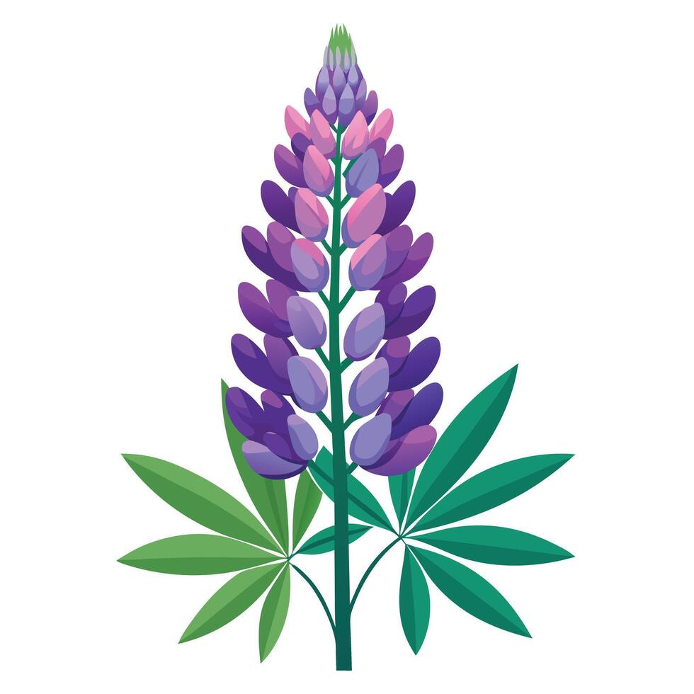 Lupine Plant with Purple Flowers and Green Leaves in a Garden Setting Isollated on a White Background vector