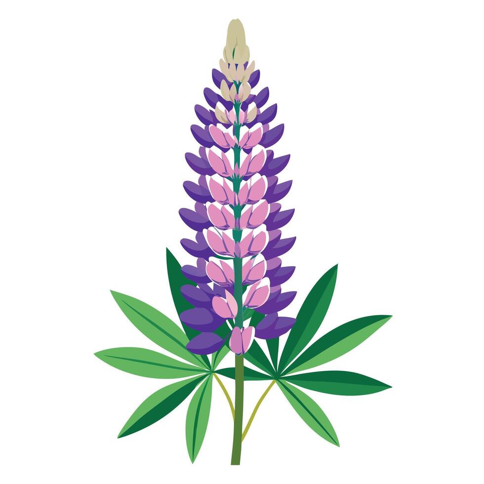 Beautiful Lupine Plant with Tall Spikes of Colorful Flowers and Green Leaves vector