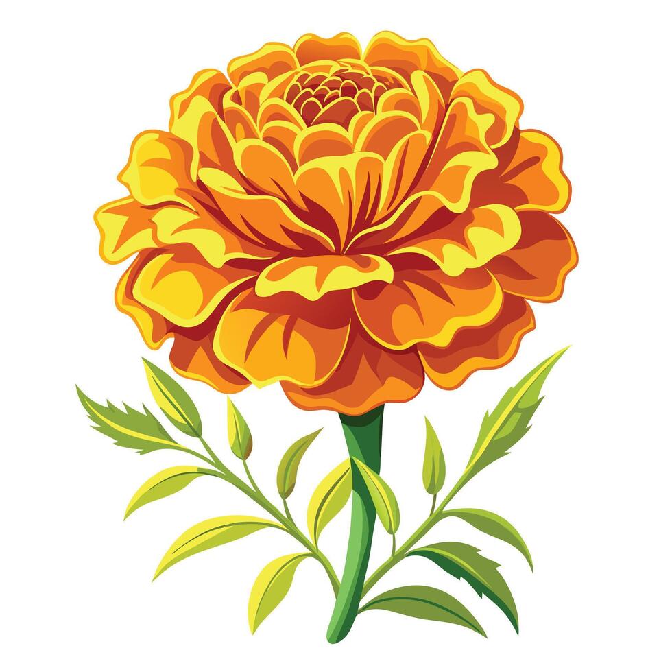Marigold Plant with Pink Flowers and Green Leaves in a Garden Setting Isollated on a White Background vector