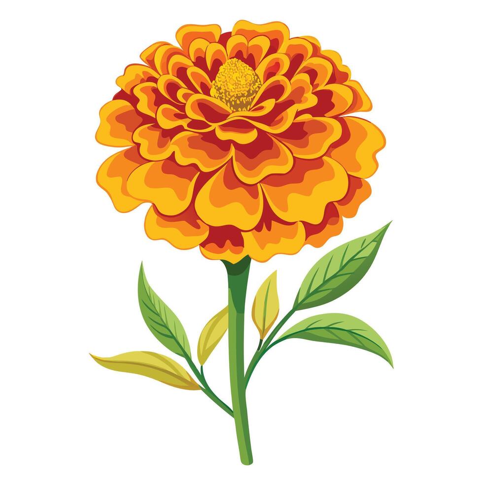 Beautiful Marigold Plant with Layered Flowers and Green Leaves vector