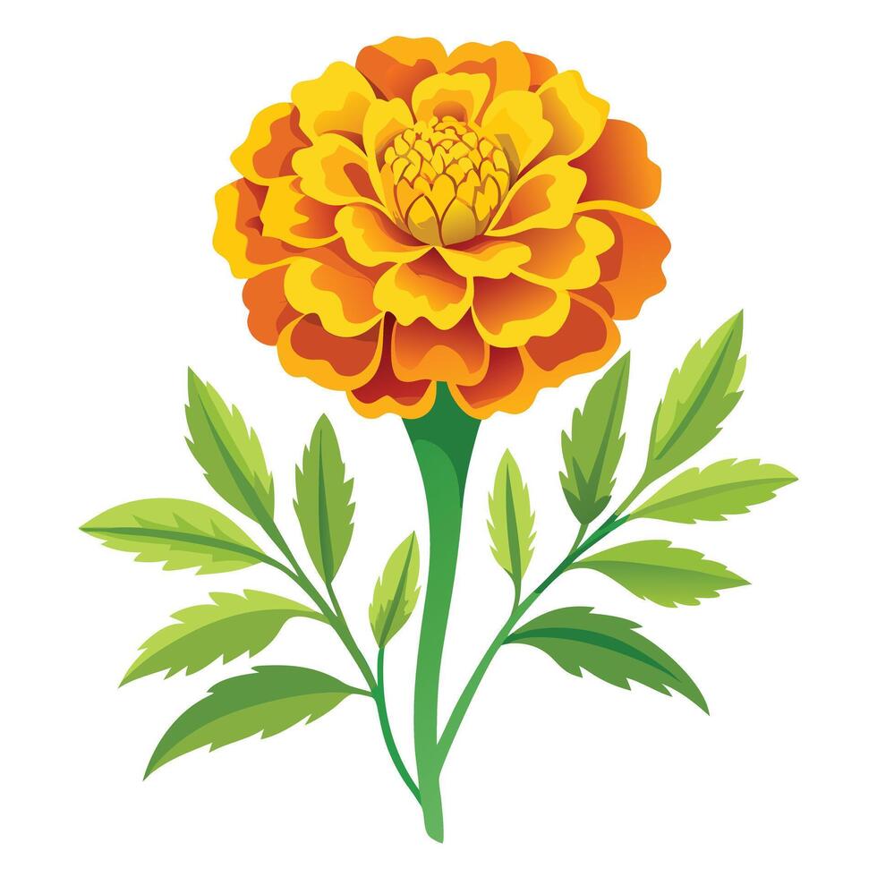 Detailed Illustration of a Marigold Plant with White Petals and Long Stems Isollated on White Background vector