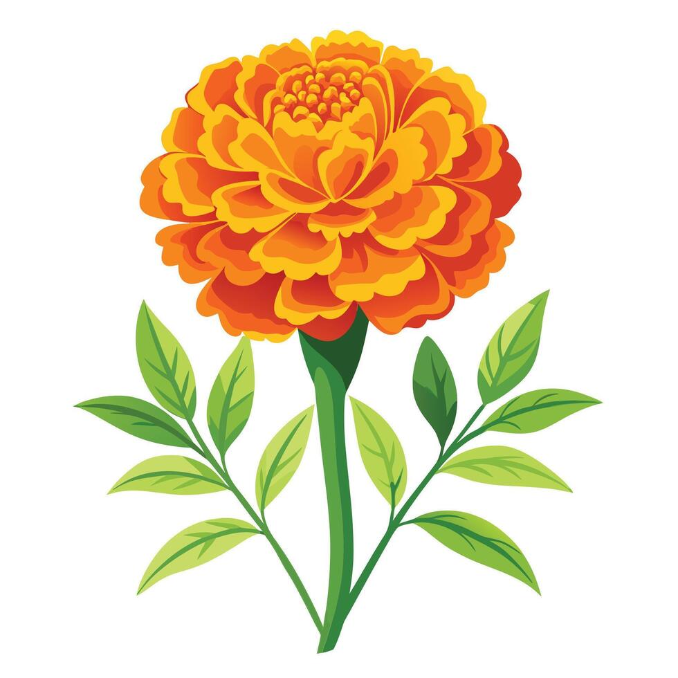Marigold Plant with Yellow Flowers and Green Leaves in a Garden Setting vector