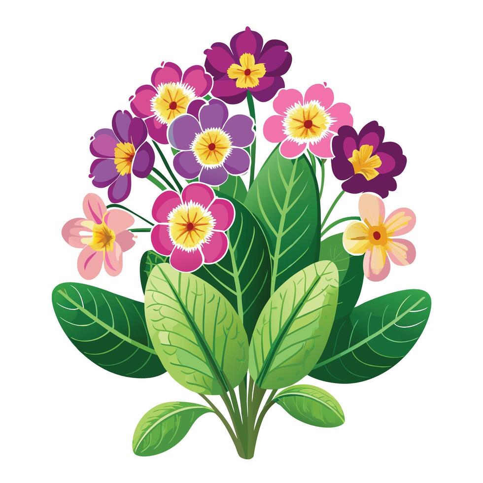 Primrose Plant with Purple Flowers and Green Leaves in a Garden Setting vector