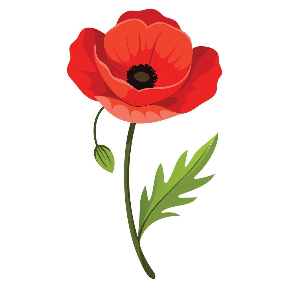 Beautiful Poppy Flower with a Single Vibrant Red Petal and Green Leaves vector