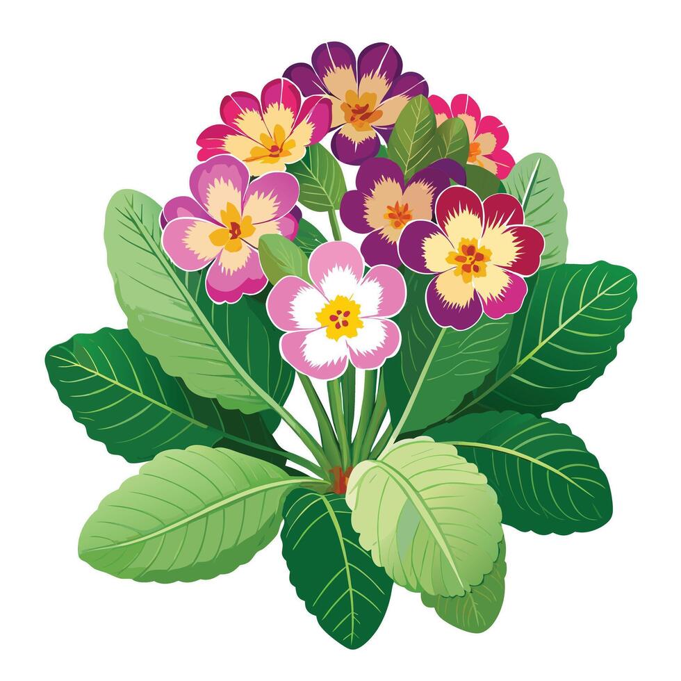 Primrose Plant with Pink Flowers and Green Leaves in a Garden Setting vector