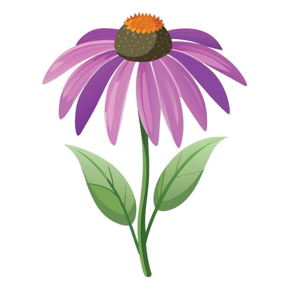 Detailed Illustration of a Purple Coneflower Plant with White Petals and Long Stems vector