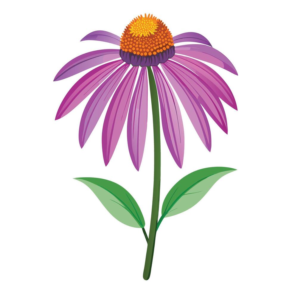 Purple Coneflower Plant with Pink Flowers and Green Leaves in a Garden Setting vector