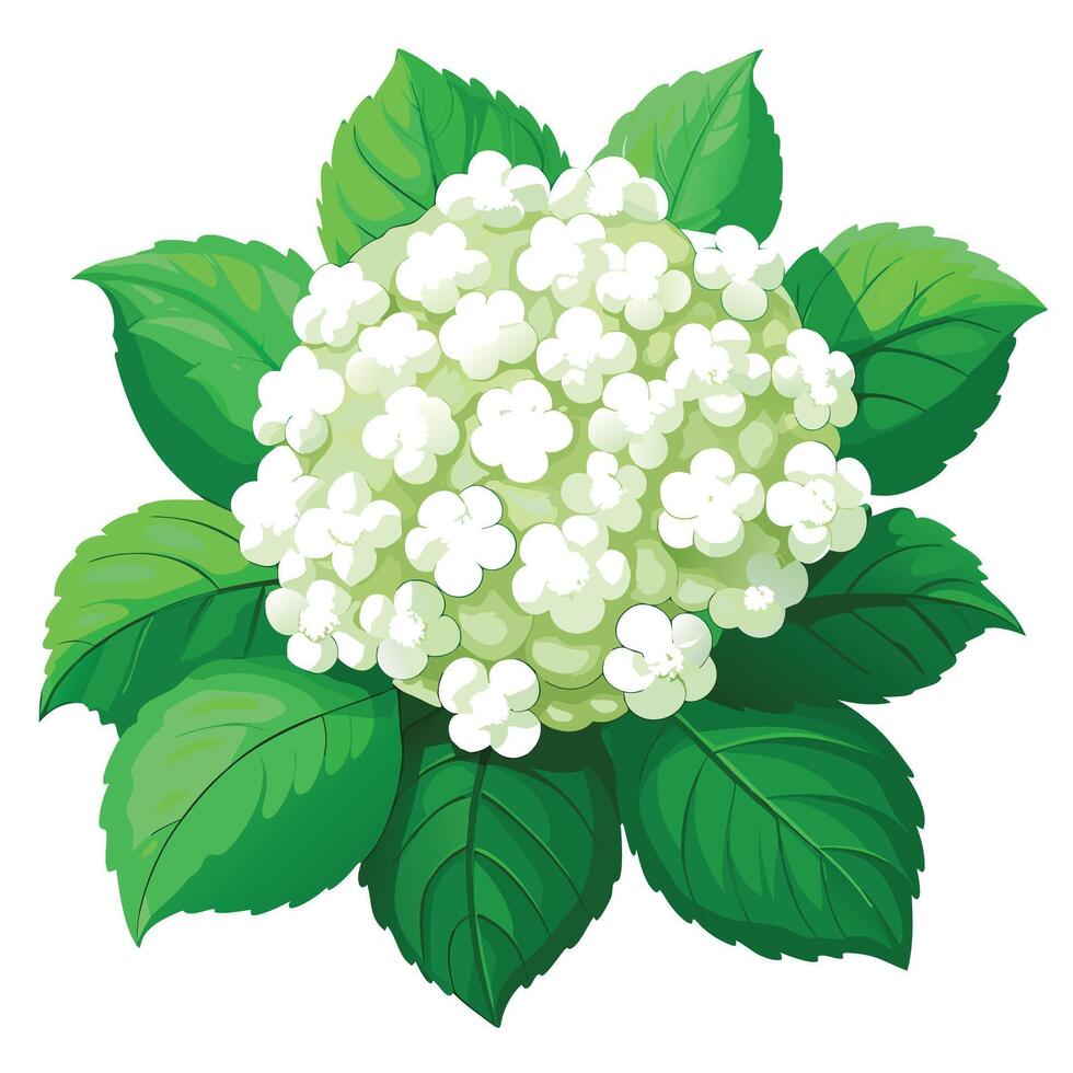 Snowball Viburnum Plant with Purple Flowers and Green Leaves in a Garden Setting vector