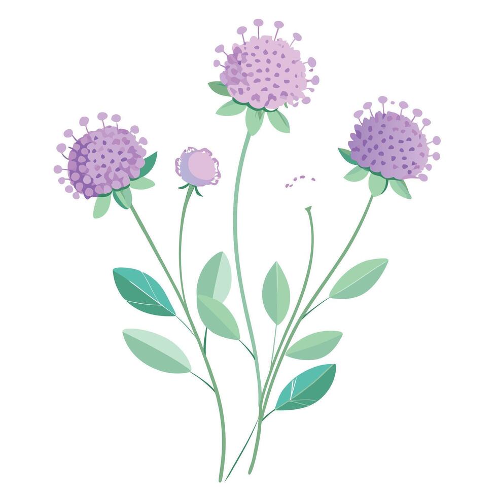 Scabiosa Plant with Purple Flowers and Green Leaves in a Garden Setting vector