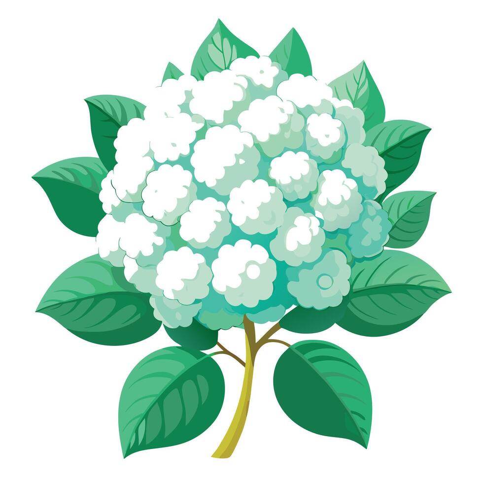 Detailed Illustration of a Snowball Viburnum Plant with White Petals and Long Stems vector