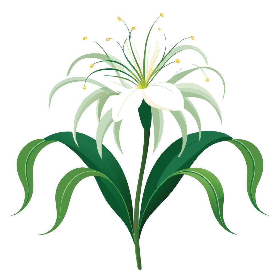 Vibrant Spider Lily Plant with Brightly Colored Flowers and Leaves in a Natural Setting vector