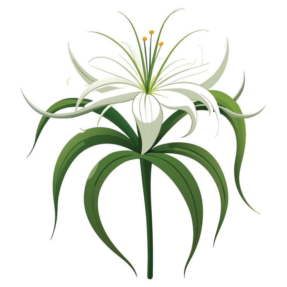 Botanical Depiction of a Spider Lily Plant in Full Bloom with Green Leaves and Stems vector