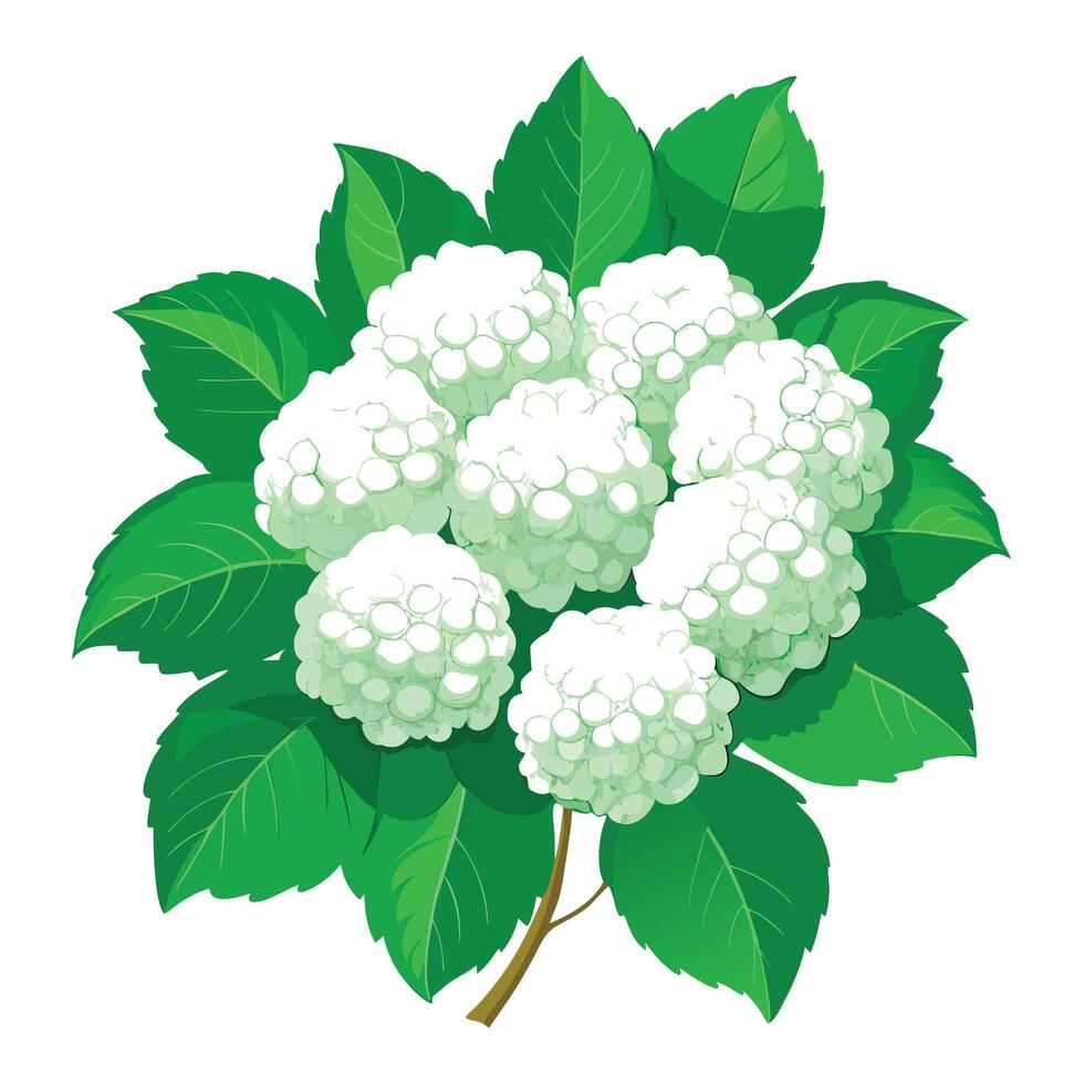 Snowball Viburnum Plant with Pink Flowers and Green Leaves in a Garden Setting vector