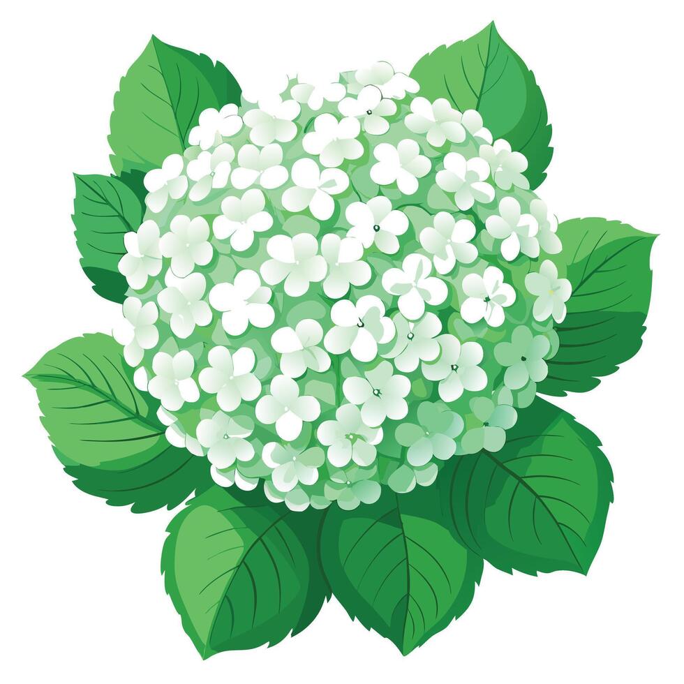 Beautiful Snowball Viburnum Plant with Large White Flowers and Green Leaves vector