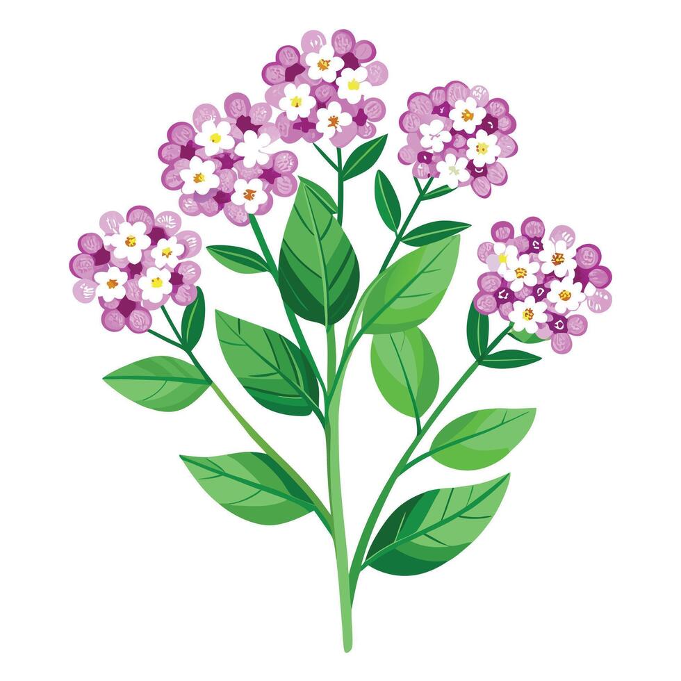 Vibrant Sweet Alyssum Plant with Brightly Colored Flowers and Leaves in a Natural Setting vector