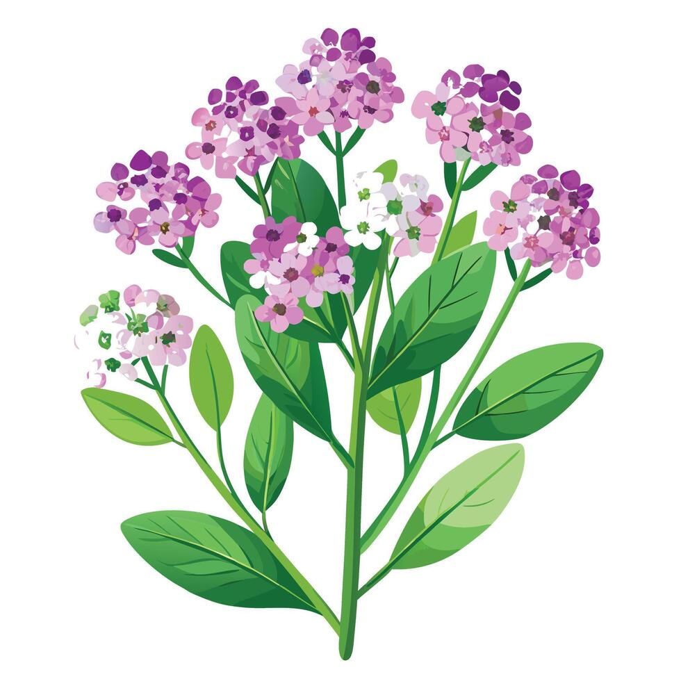 Intricate Details of a Sweet Alyssum Plant in a Natural Setting with Wildflowers and Butterflies vector