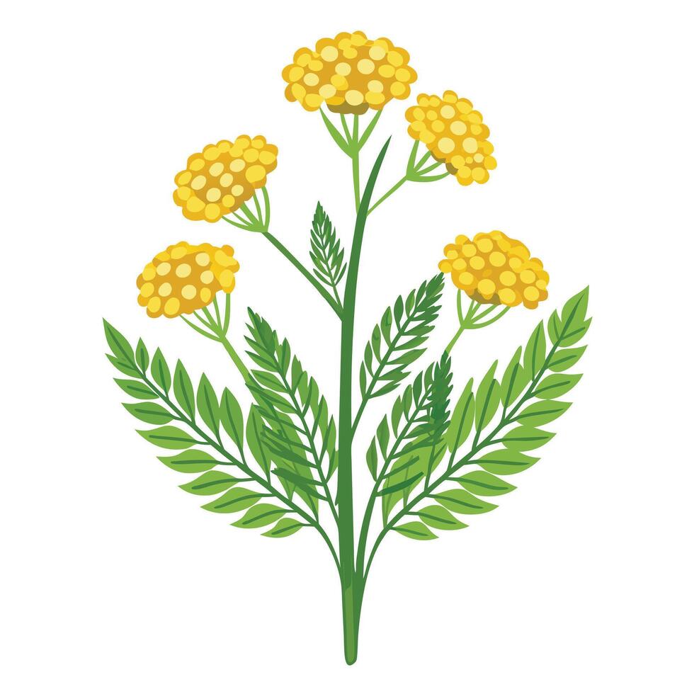 Vibrant Yarrow Plant with Brightly Colored Flowers and Leaves in a Natural Setting vector
