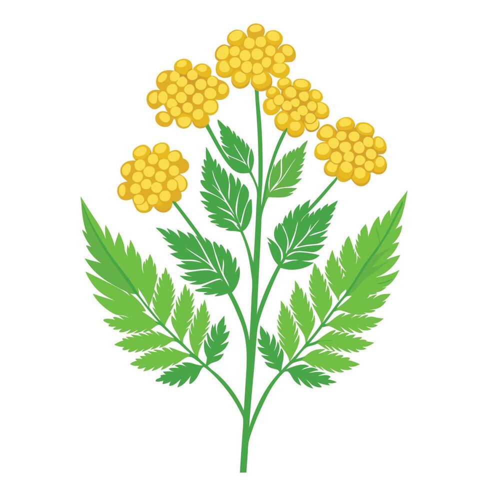 Intricate Details of a Yarrow Plant in a Natural Setting with Wildflowers and Butterflies vector