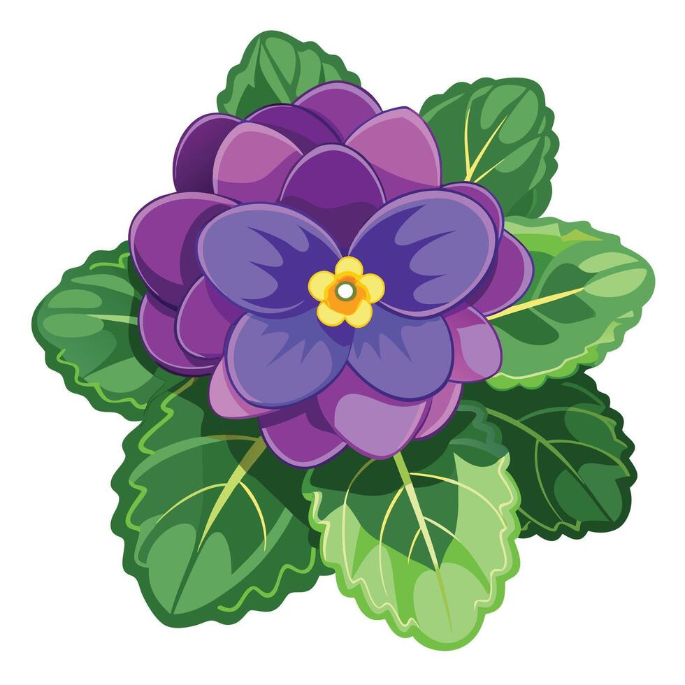 Detailed Illustration of an African Violet with White Petals and Long Stems vector