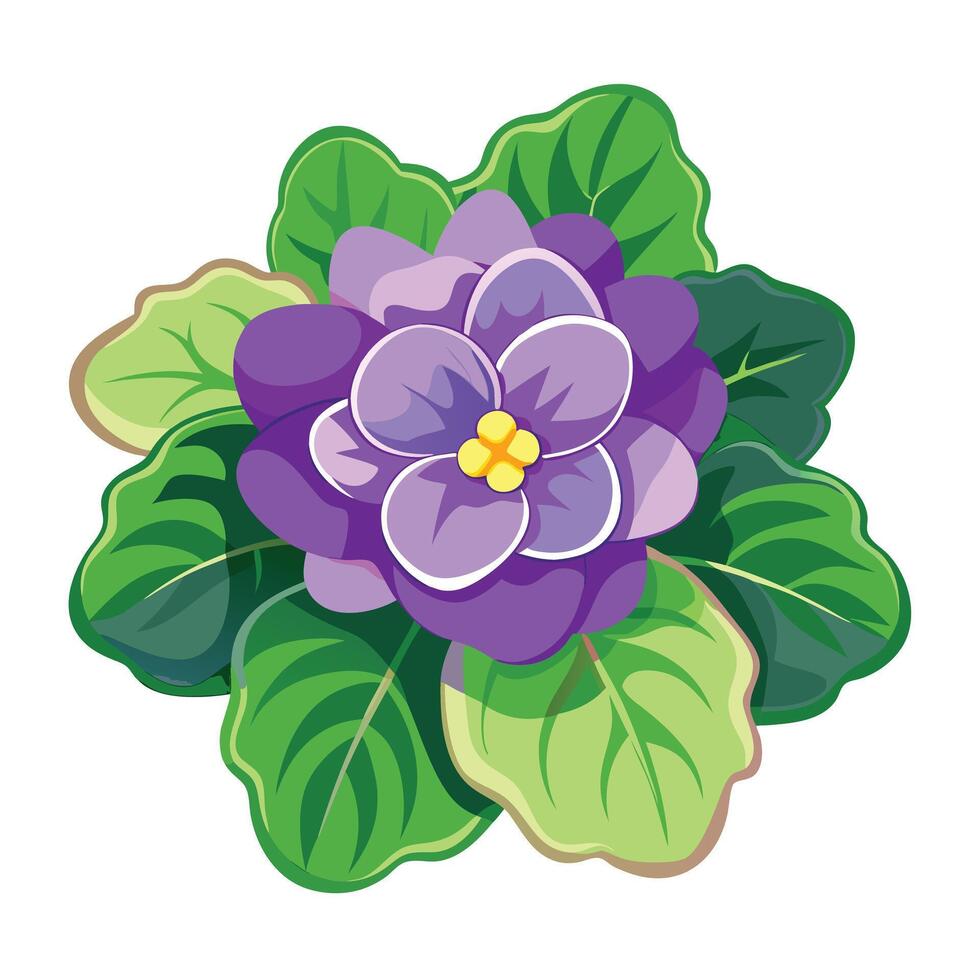 Beautiful African Violet with Small Delicate Flowers and Green Leaves vector