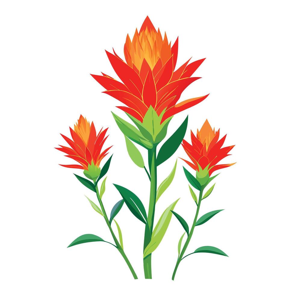 Indian Paintbrush Plant with Pink Flowers and Green Leaves in a Garden Setting vector