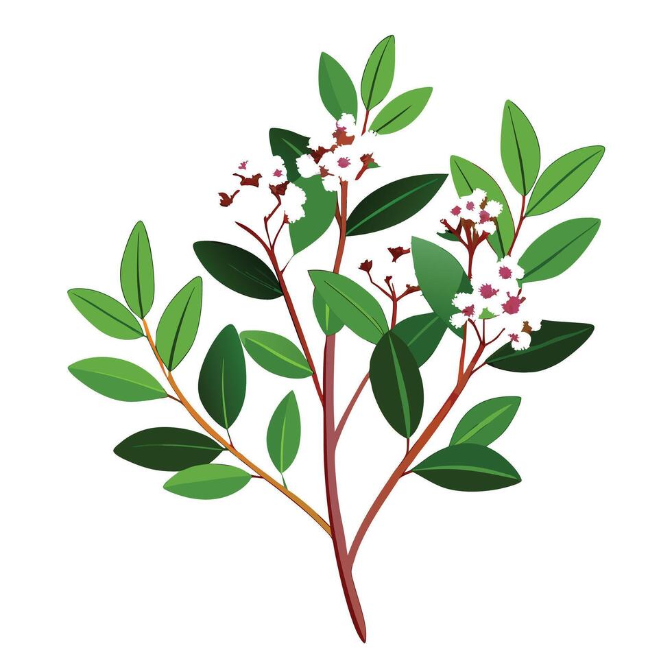Vibrant Waxflower Plant with Brightly Colored Flowers and Leaves in a Natural Setting vector