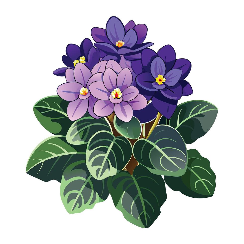 Vibrant African Violet Plant with Brightly Colored Flowers and Leaves in a Natural Setting vector