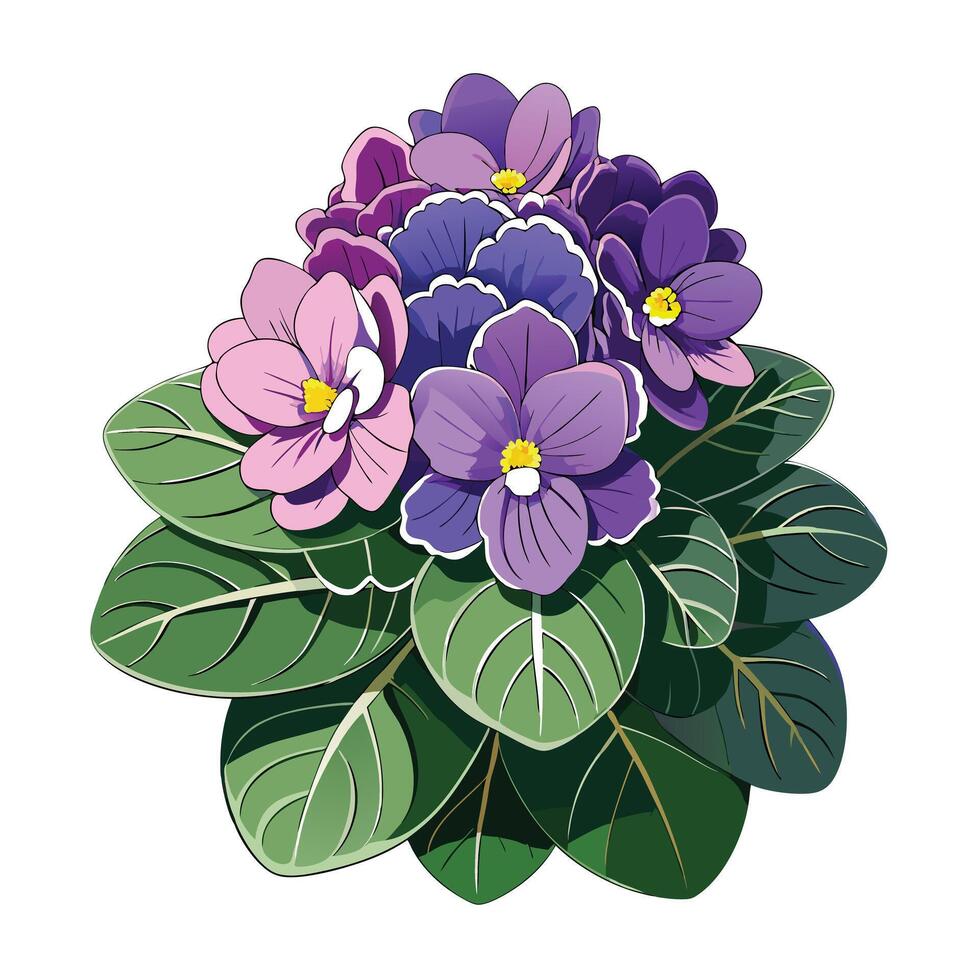 Botanical Depiction of an African Violet Plant in Full Bloom with Green Leaves and Stems vector