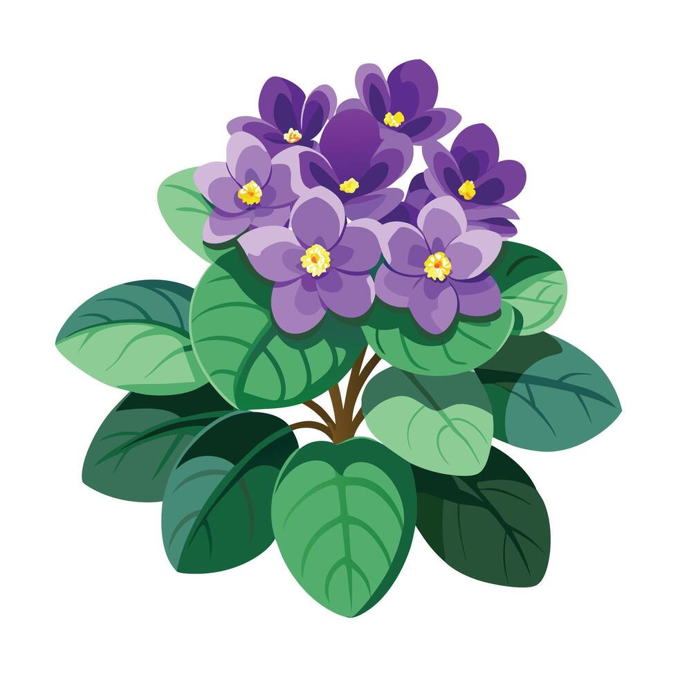 Beautiful African Violet Plant with Delicate Flowers and Leaves vector