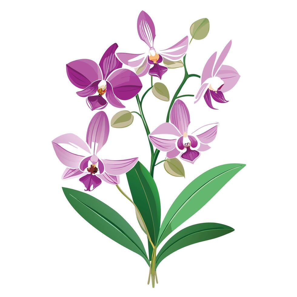 Botanical Depiction of an Orchid Plant in Full Bloom with Green Leaves and Stems vector