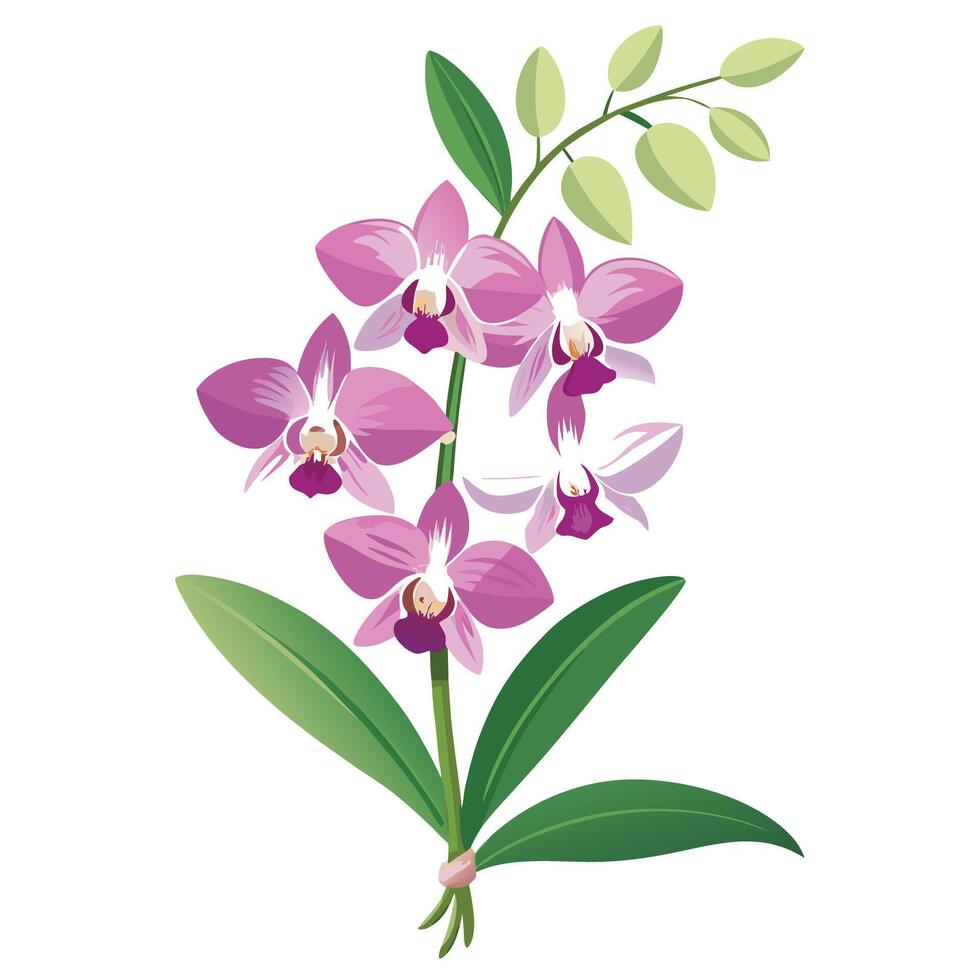 Beautiful Orchid Plant with Delicate Flowers and Leaves vector