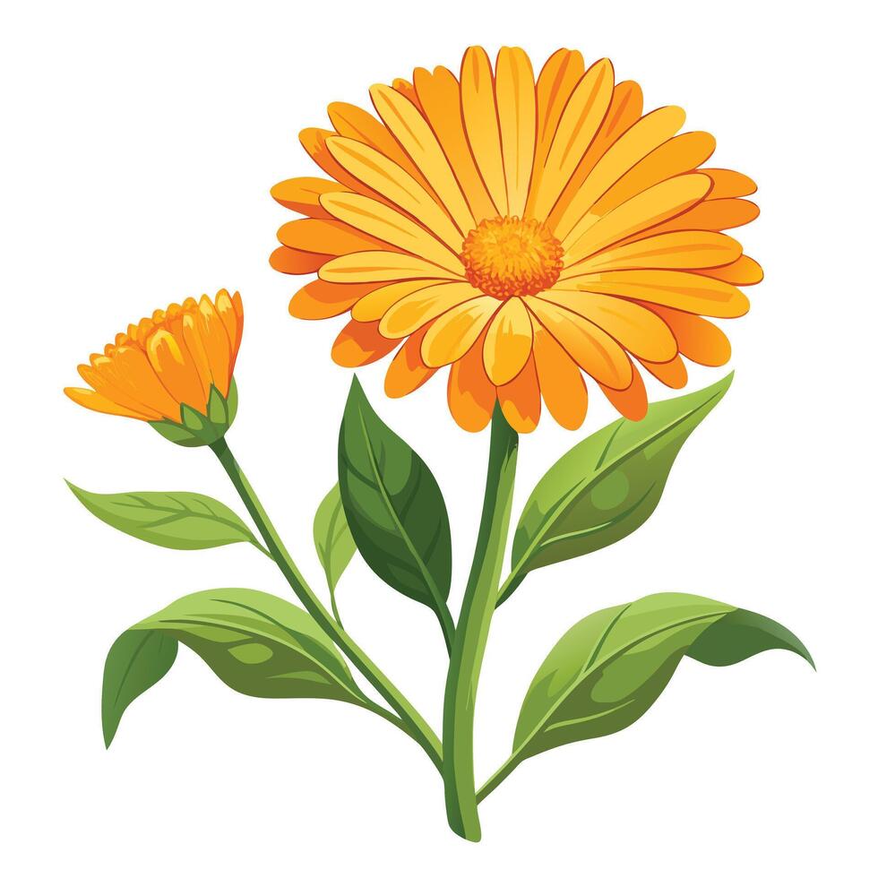 Botanical Illustration of a Calendula Plant in Full Bloom with Green Leaves and Stems vector