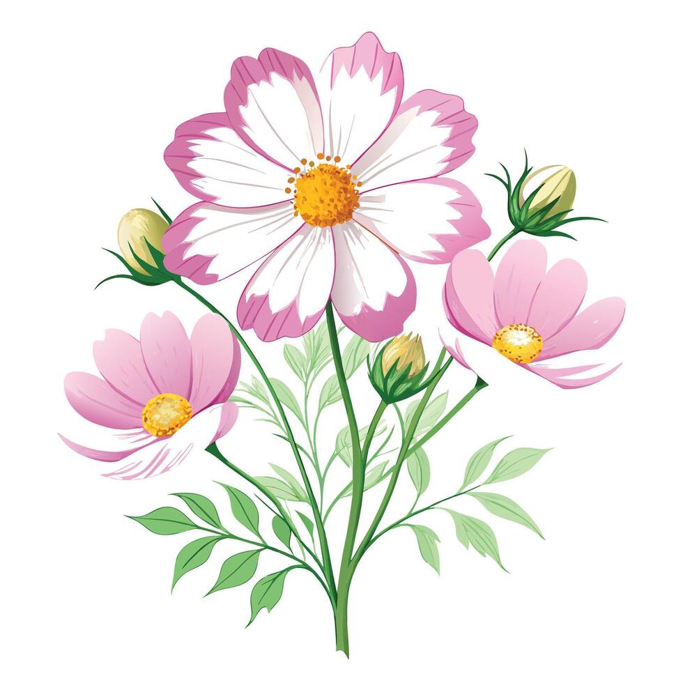 Botanical Illustration of a Cosmos Flower in Full Bloom with Green Leaves and Stems Isollated on a White Background vector