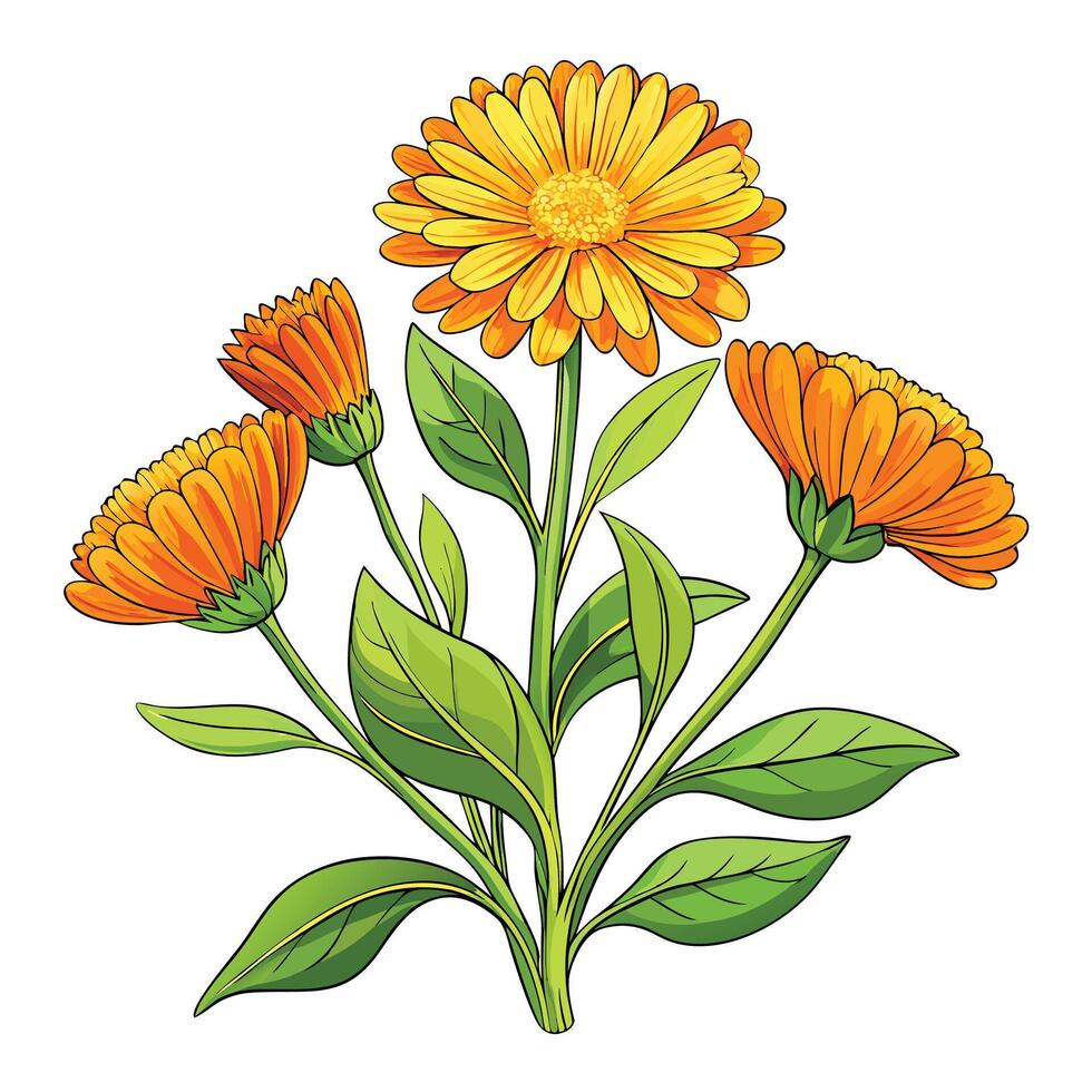Vibrant Calendula Plant with Delicate Flowers and Leaves in a Natural Setting vector