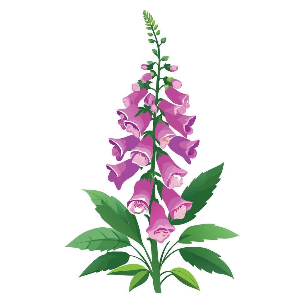 Beautiful Foxglove Plant with Tall Stems and Flowers Isollated on a White Background vector