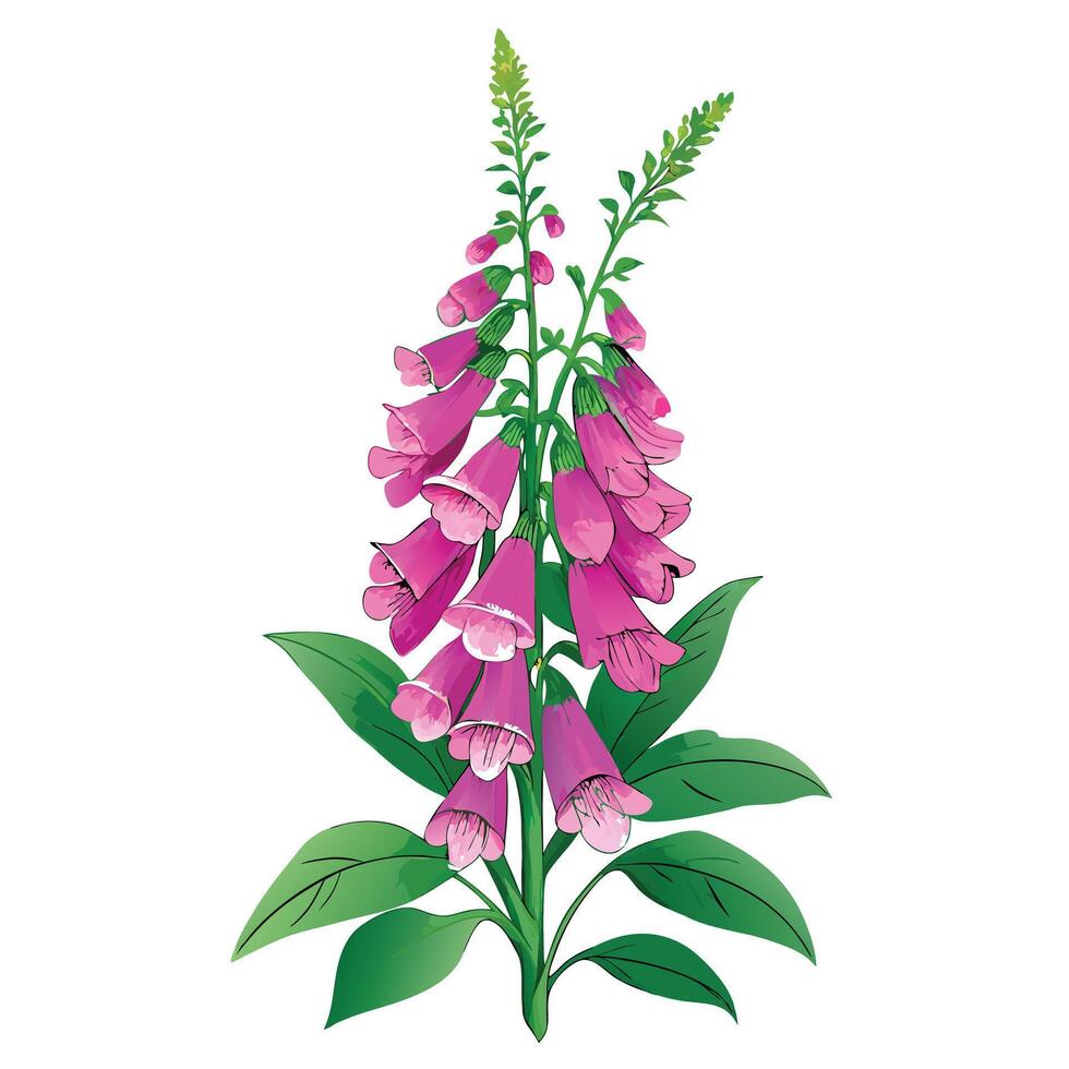 Vibrant Foxglove Plant with Brightly Colored Flowers and Leaves in a Natural Setting Isollated on a White Background vector