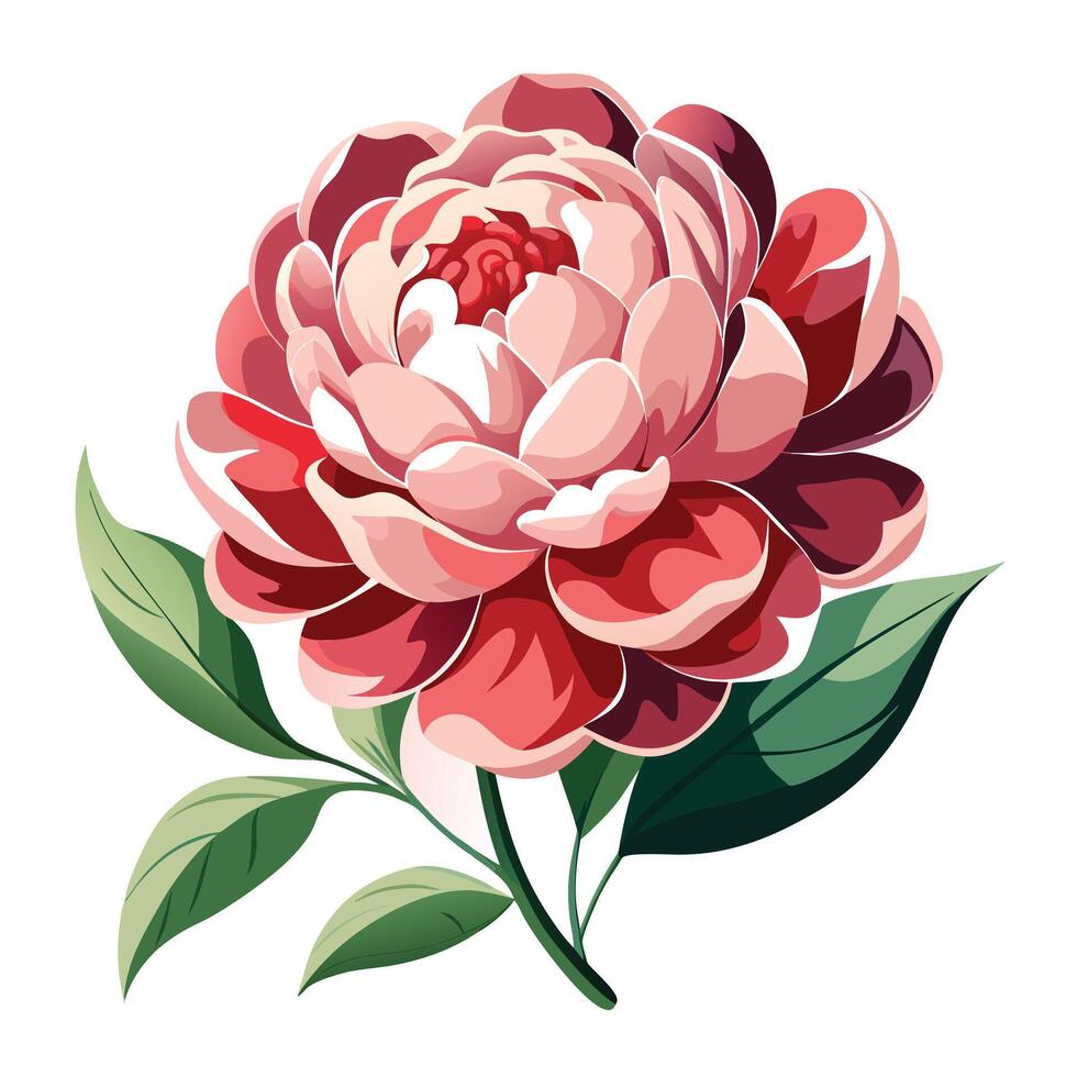 Beautiful Peony Plant with Large Flowers and Leaves vector