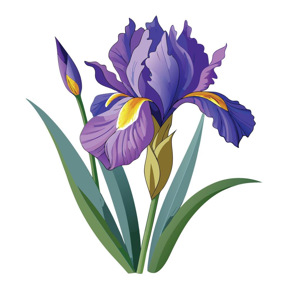 Botanical Illustration of an Iris Plant in Full Bloom with Green Leaves and Stems vector