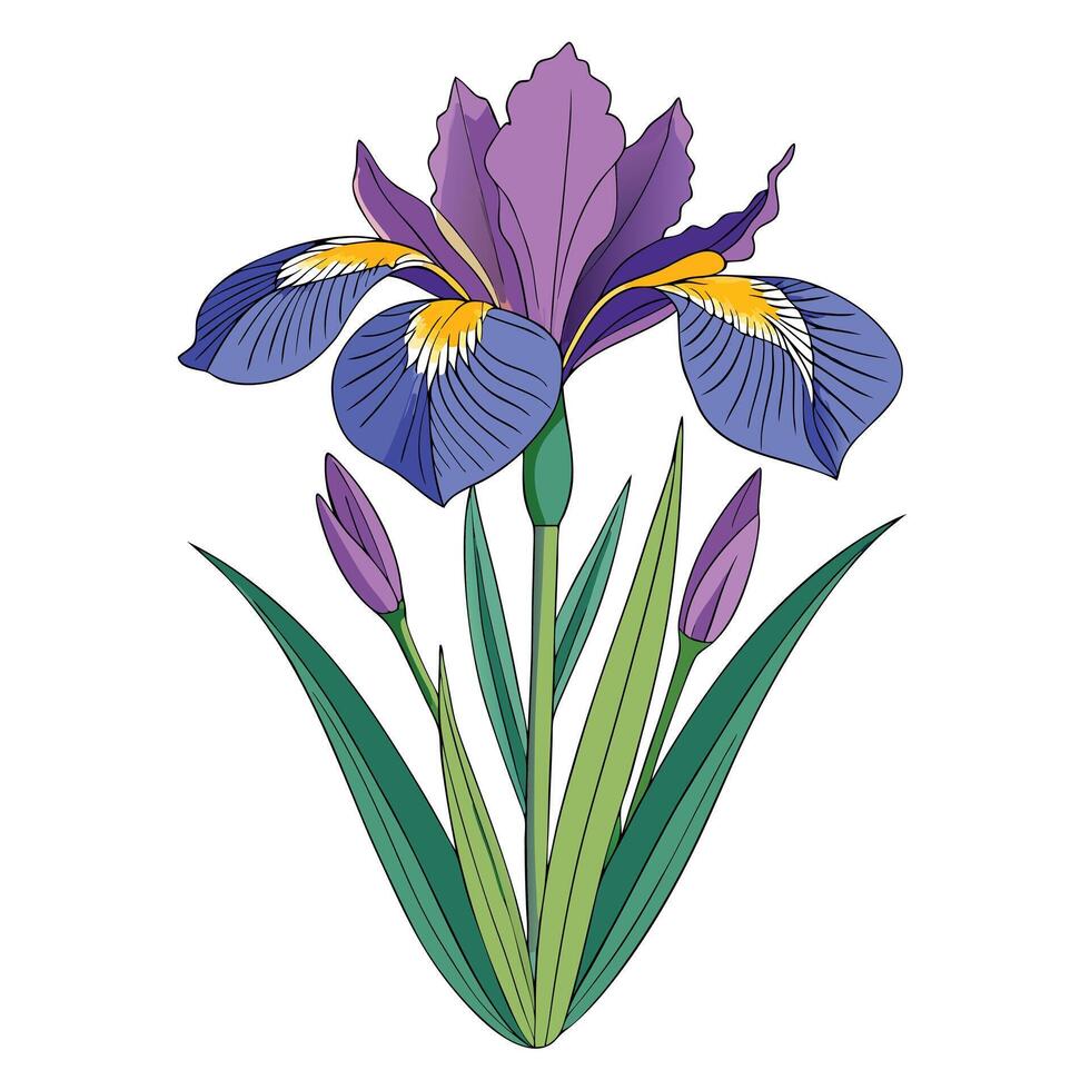 Vibrant Iris Plant with Brightly Colored Flowers and Leaves in a Natural Setting vector