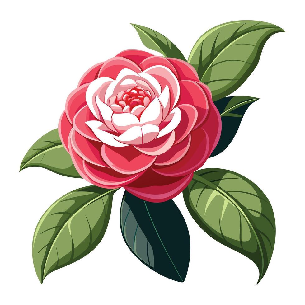 Detailed Illustration of a Camellia Plant with White Petals and Long Stems vector