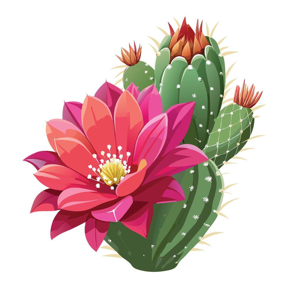 Beautiful Cactus Flower with Vibrant Pink Petals and Green Leaves vector