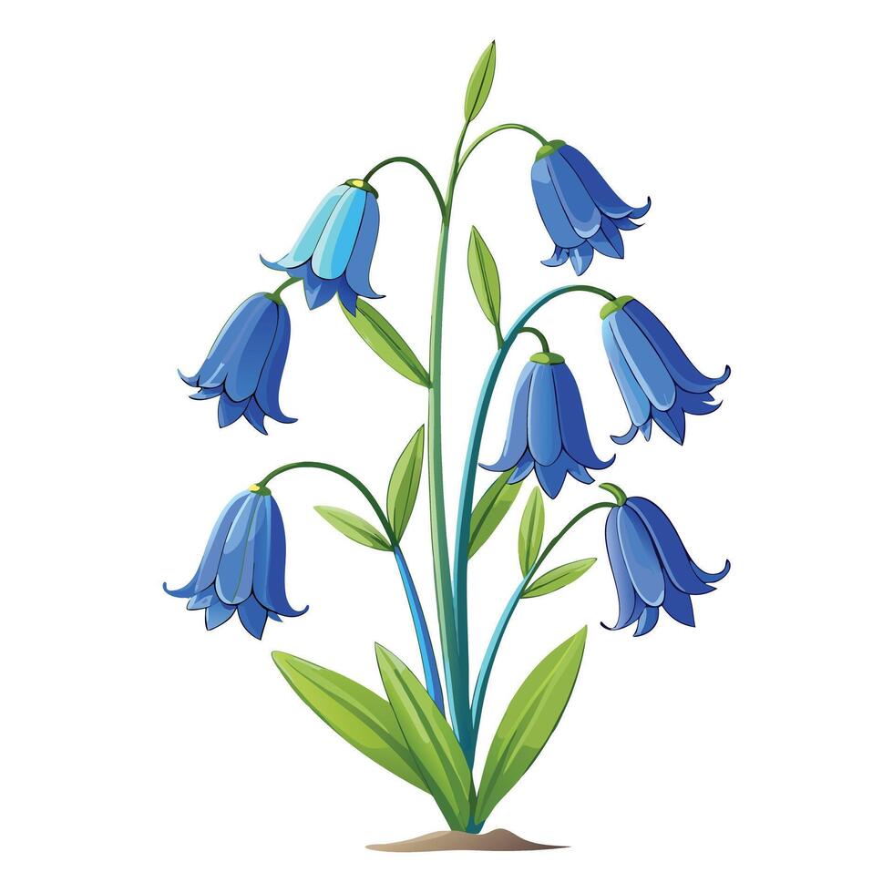 Detailed Illustration of a Bluebell Plant with White Petals and Long Stems vector